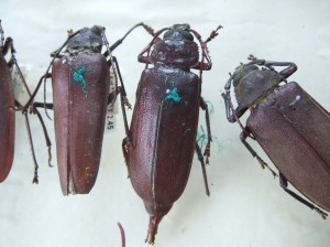 Before conservation - Close Up of 3 beetles
