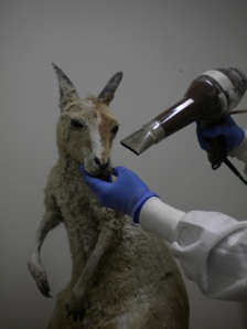 Kangaroo being dried after wet cleaning