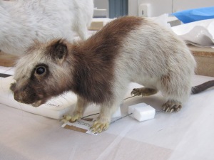 Marsh rat sitting in the lab before treatment